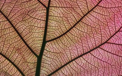 SVT sciences de la vie et de la terre